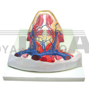 The regional dissection model of muscles in cervix